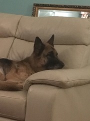 Scrimping through the remains of September, Austere Autumn approaching, frugal friendly 'Fred