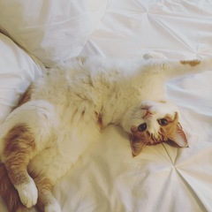 Anyone else really love their cat?
