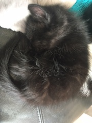 To ask you to help name my kittens?