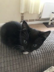 Kitten arriving Saturday