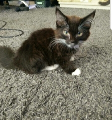 Help to name these kittens 😊