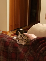 Can I introduce a new cat to two existing ones?  Cat lovers please!
