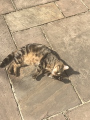 Tabby appreciation thread (with pics)