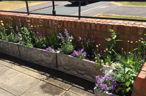 Plants for front garden with low wall and metal railings