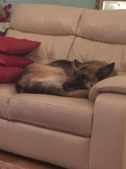 Scrimping through the remains of September, Austere Autumn approaching, frugal friendly 'Fred