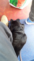 On the bus with a very chillled puppy. Family get on and start screaming.