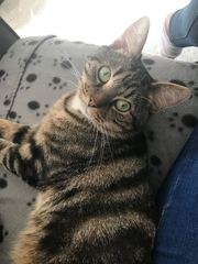 Tabby appreciation thread (with pics)