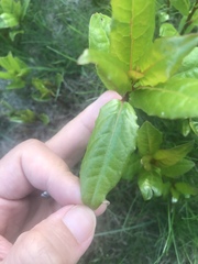 Plant / weed id please
