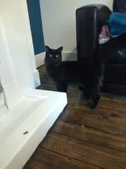 To ask you to help me name my cat?