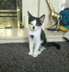 Help to name these kittens 😊