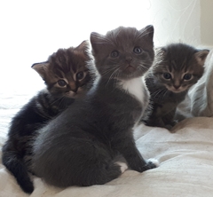 To think my new kitten is far too Cute?