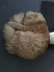 To think my new kitten is far too Cute?