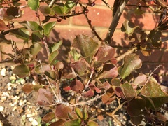 Lilac - help!