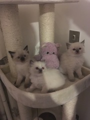 Who wants their daily kitten fix?