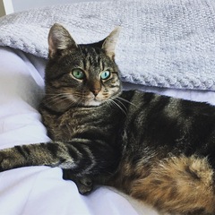 Please don't forget the older cats.