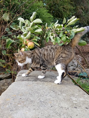 Cat has spots and stripes? (Pics)