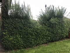 Neighbour hacked through the hedge ?