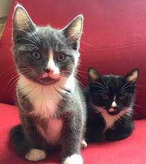 New kittens - Boys? Girls???