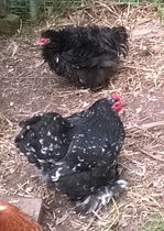 Swagger Inn 157 - Take me dancing naked in the rain.... I wish