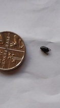 WTF?? Massive fleas?! Or something else??
