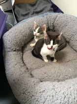 Please name my kittens!