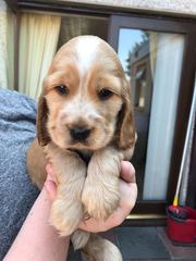 Tell me about your doggies! Quiz!