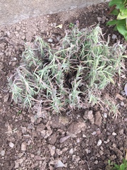 Eek Have I killed my lavender??
