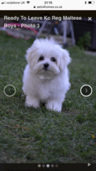 New puppy name inspiration (obligatory photos)