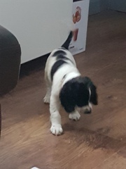 Show me your DPups!
