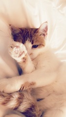 Anyone else really love their cat?