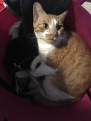 Please don't forget the older cats.
