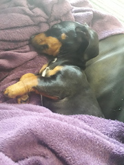 Show me your DPups!