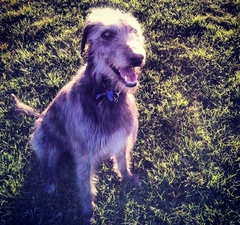 Tell me about your doggies! Quiz!