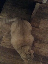 New cat - help!