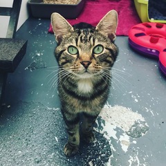 Please don't forget the older cats.