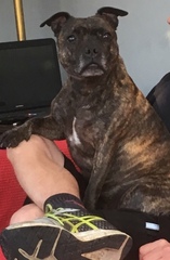 To have fallen in love with Staffies?