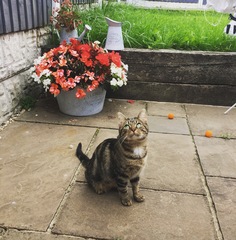 Cat going out, is a flap worth it?