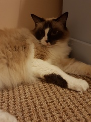 Please don't forget the older cats.