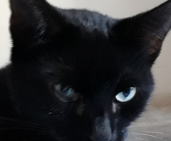Cat's eye showing white but at bottom towards outer corner not inner