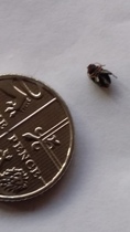WTF?? Massive fleas?! Or something else??