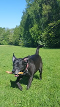 To have fallen in love with Staffies?