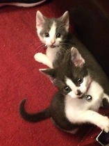 Please name my kittens!