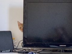 Cats very very nervous, have we done the right thing?