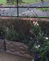 Plants for front garden with low wall and metal railings