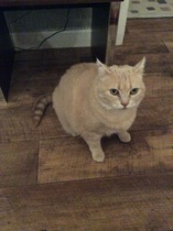 New cat - help!