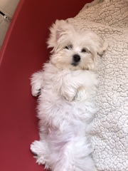 New puppy name inspiration (obligatory photos)