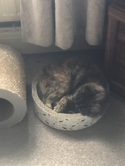 What's your DCat up to today? (Thread 7!)