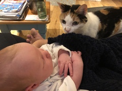 Can cats smell babies?