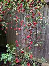 Are these rosehips?  Is there something I can do with them?
