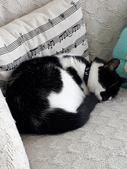 Can I become a person who is entirely unafraid of cats?